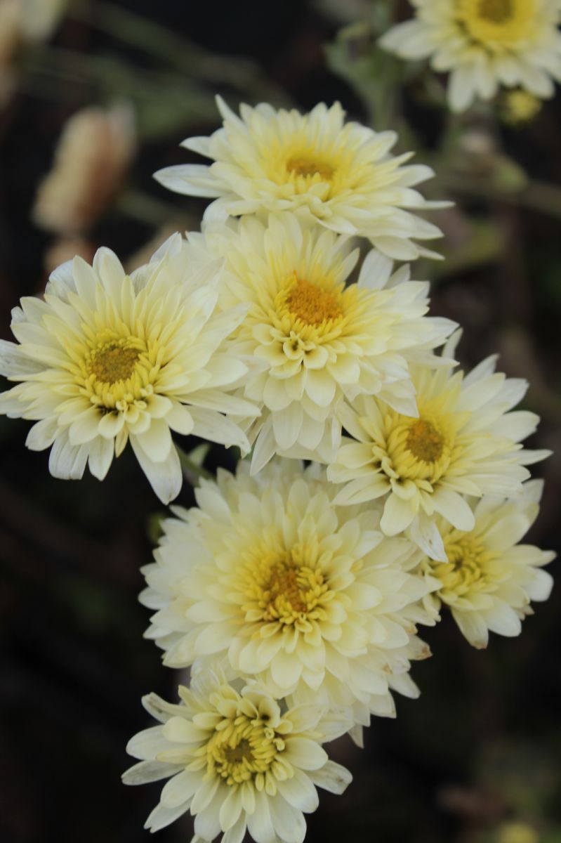 Winteraster Beppie Weiss Winteraster Beppie Weiss