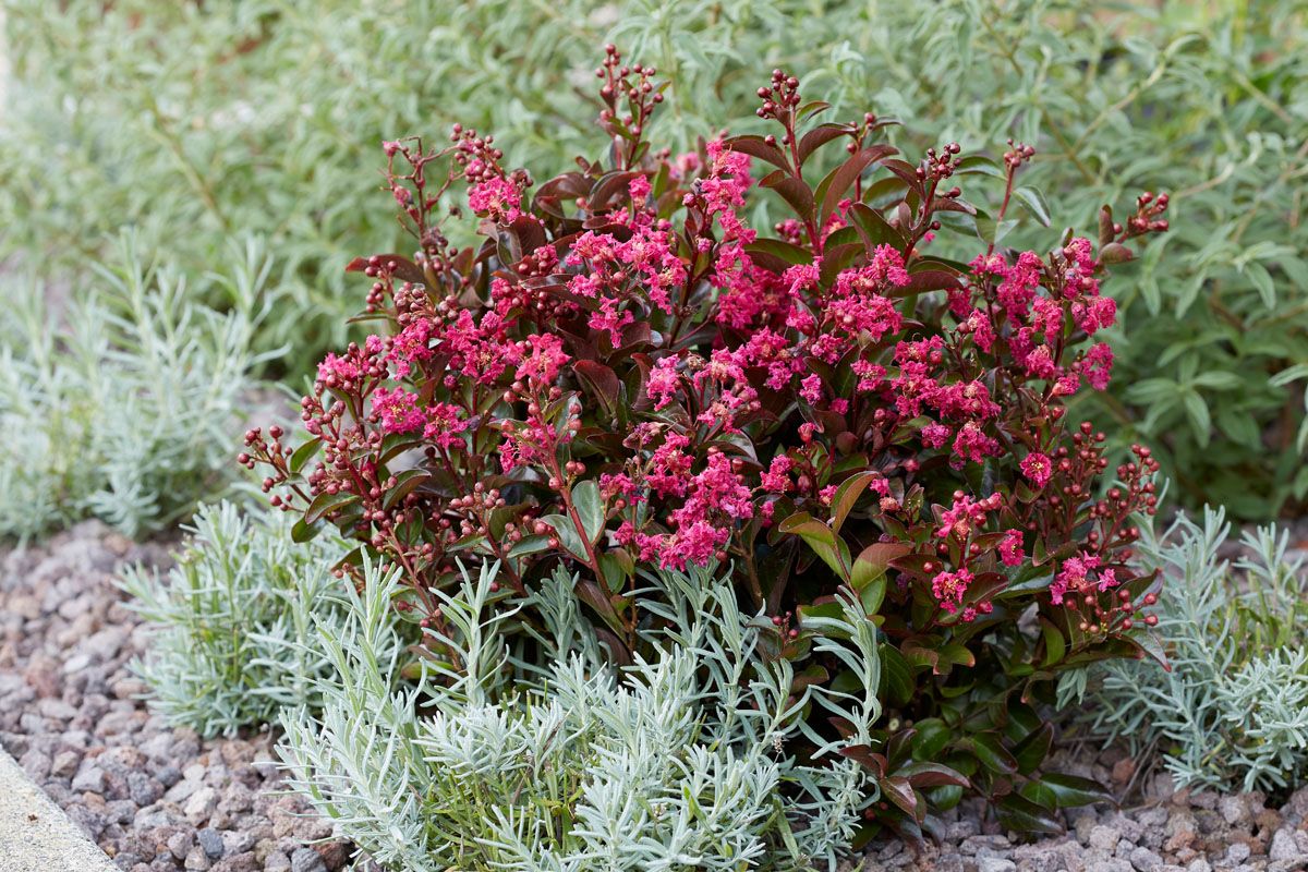 Kräuselmyrte Berry Dazzle®