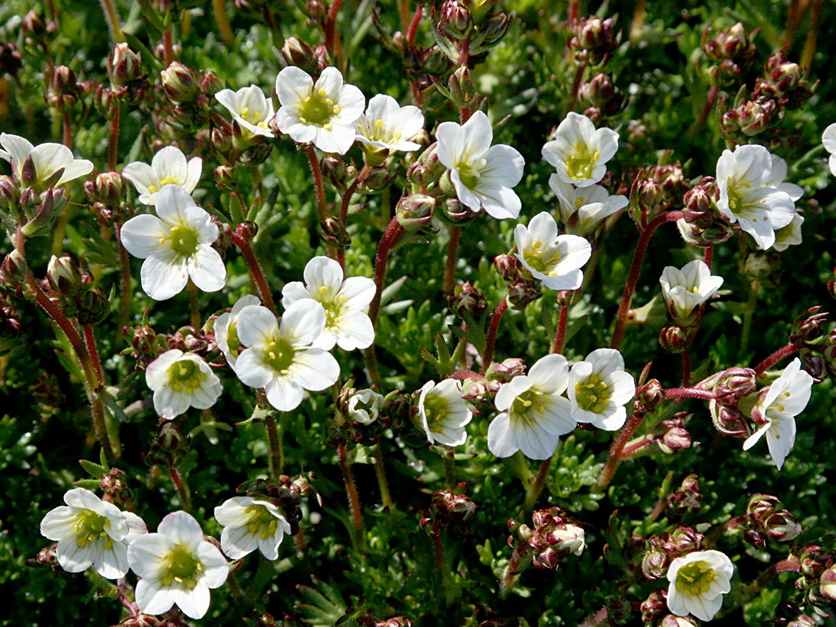 Moossteinbrech Carpet White
