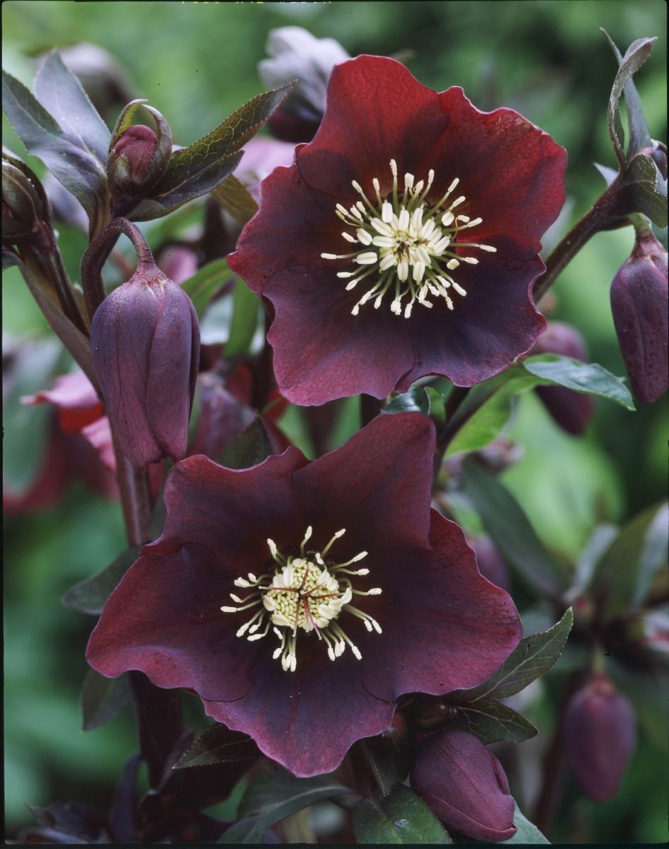 Lenzrose Blue Lady