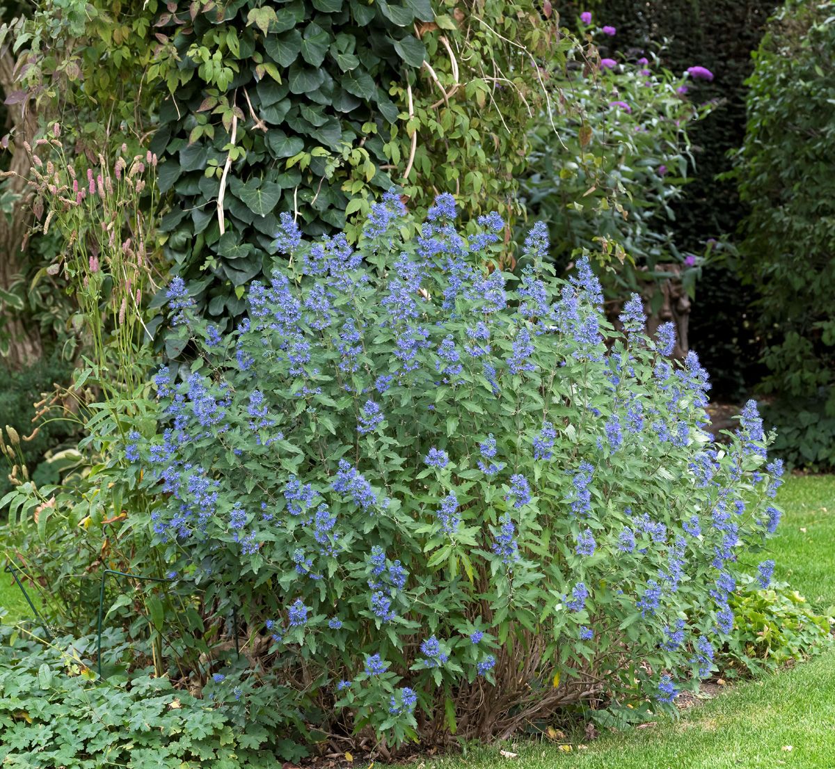 Bartblume Blue Balloon