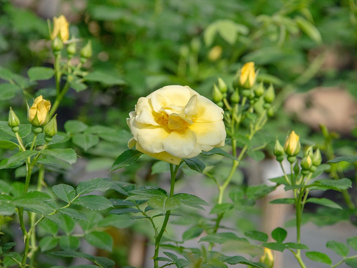 Loredo® ADR 2001 Boden- und flächendeckende Rose (anspruchslos) Loredo® ADR 2001 Boden- und flächendeckende Rose (anspruchslos)