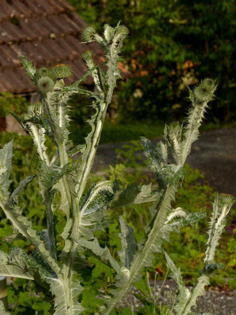 Eselsdistel