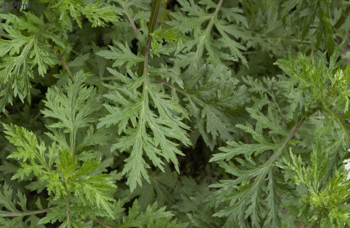 Gemeiner Beifuss Gemeiner Beifuss