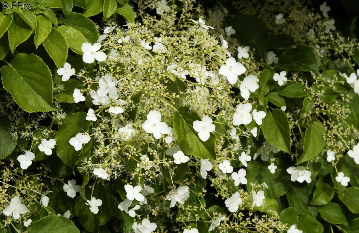 Kletterhortensie Kletterhortensie