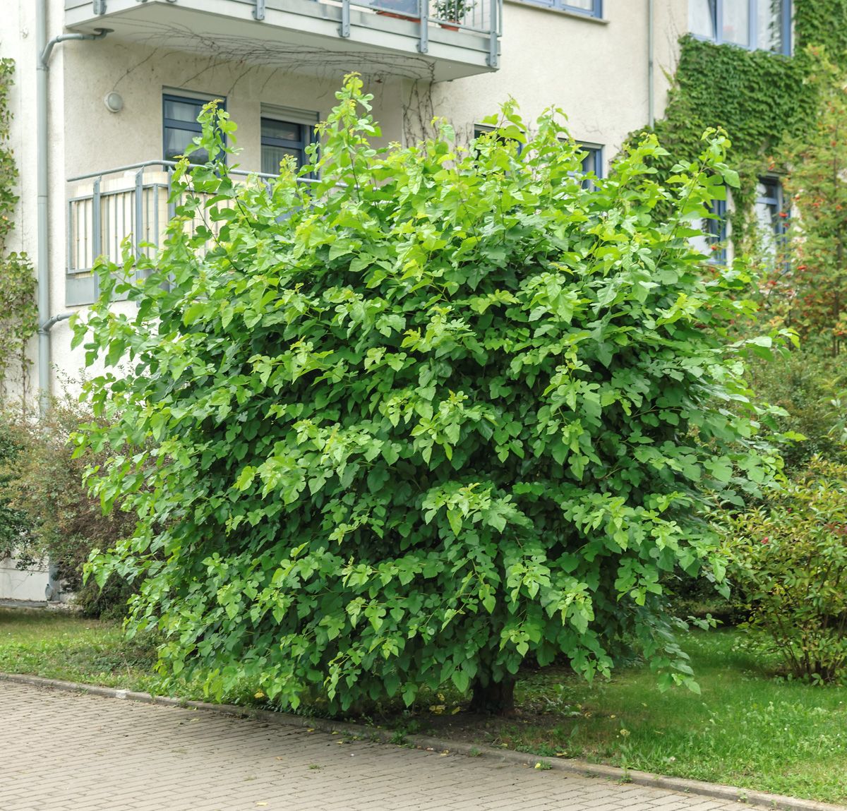 Weisser Maulbeerbaum