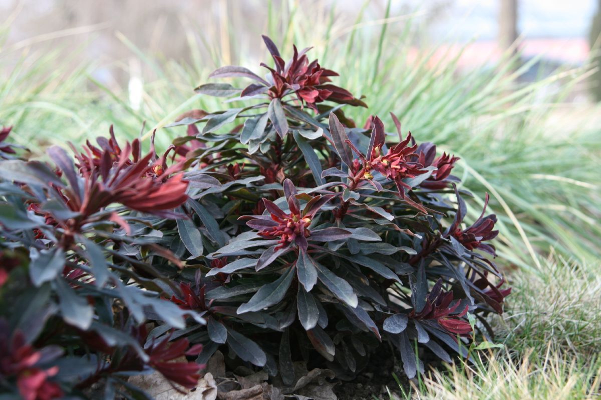 Mandelblättrige Wolfsmilch Purpurea
