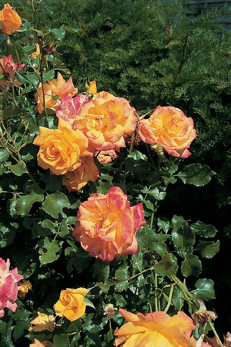 Sahara® Strauchrose (öfter blühend, anspruchslos)