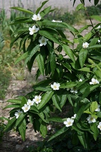 Grossfruchtige Mispel Macrocarpa