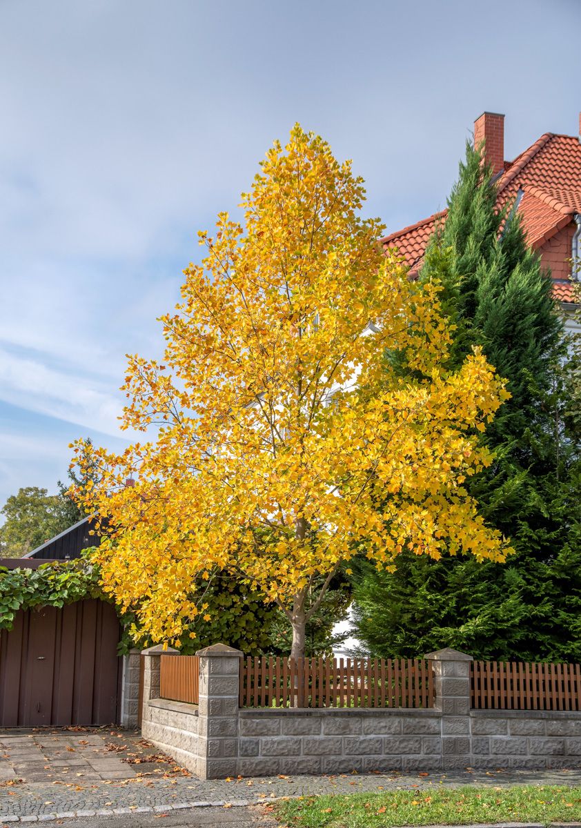 Tulpenbaum