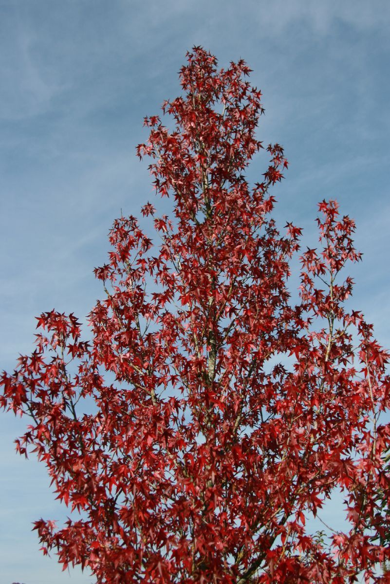 Amberbaum Amberbaum