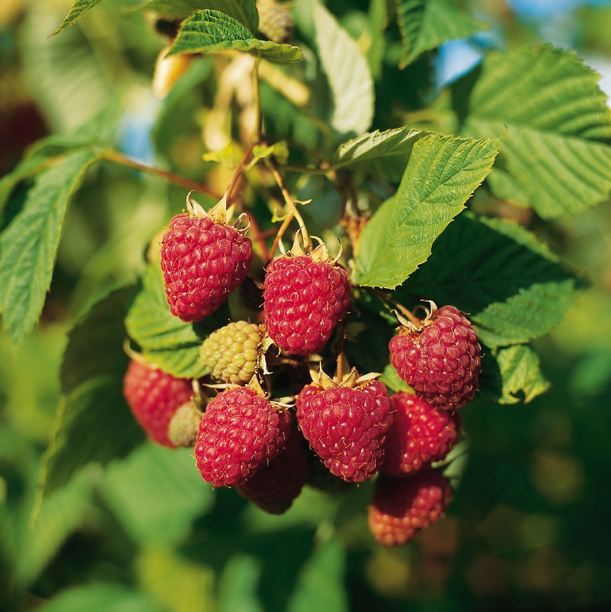 Himbo-Star® Himbeere Himbo-Star® Himbeere