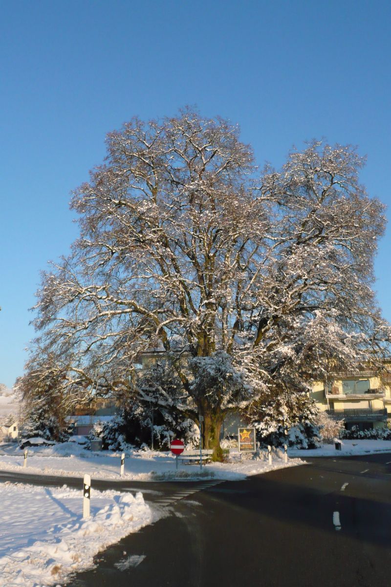 Winterlinde Winterlinde