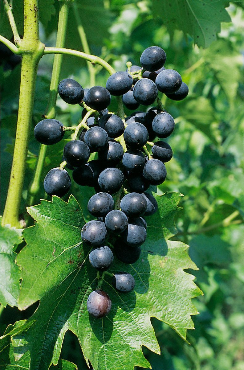 Muscat Bleu Hausgartenrebe (anspruchslos) Muscat Bleu Hausgartenrebe (anspruchslos)