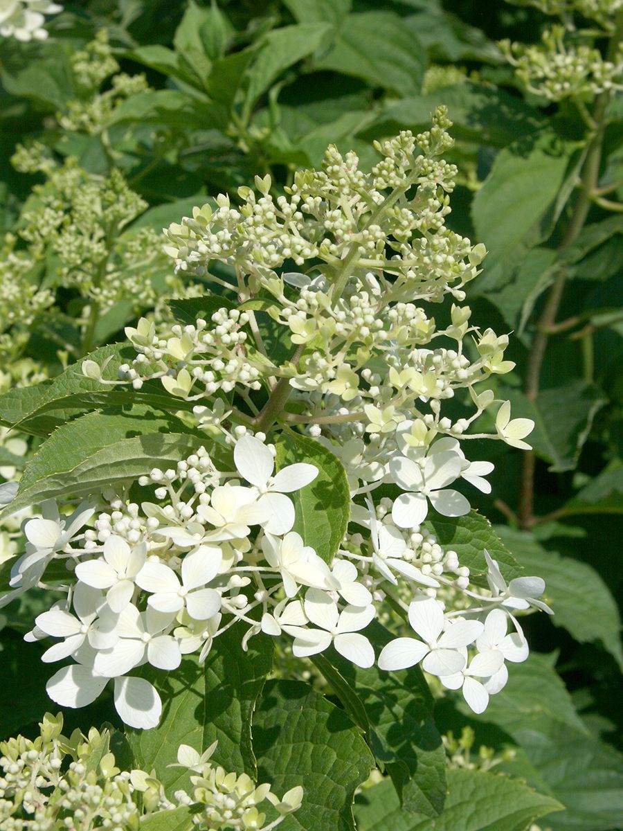 Rispenhortensie Phantom Rispenhortensie Phantom