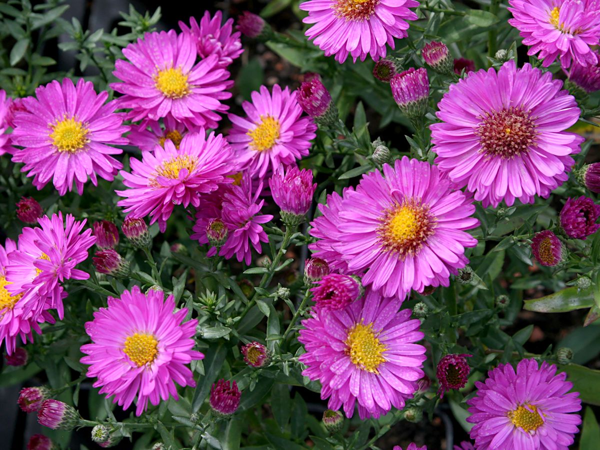 Kissenaster Starlight