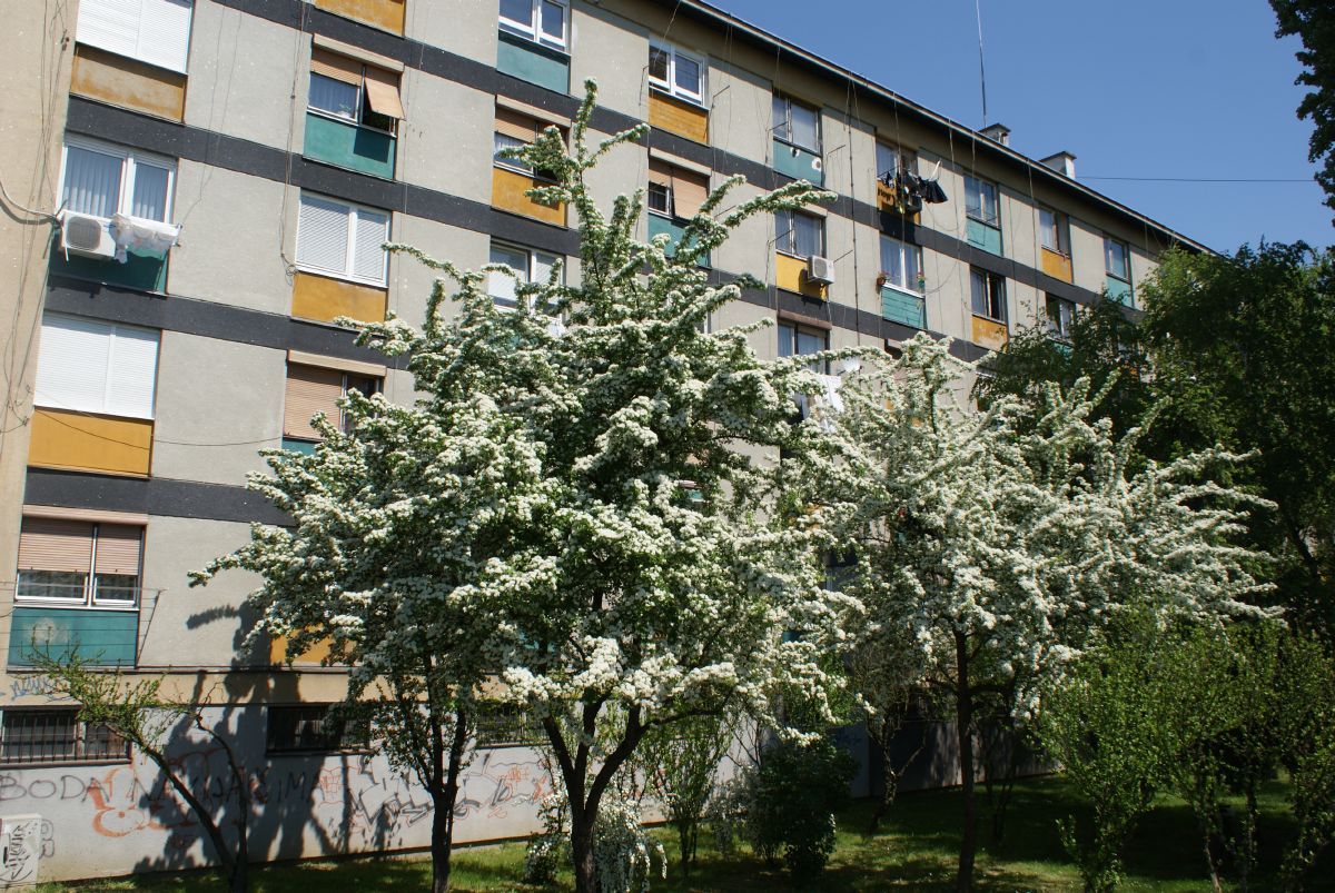 Zweigriffliger Weissdorn Zweigriffliger Weissdorn