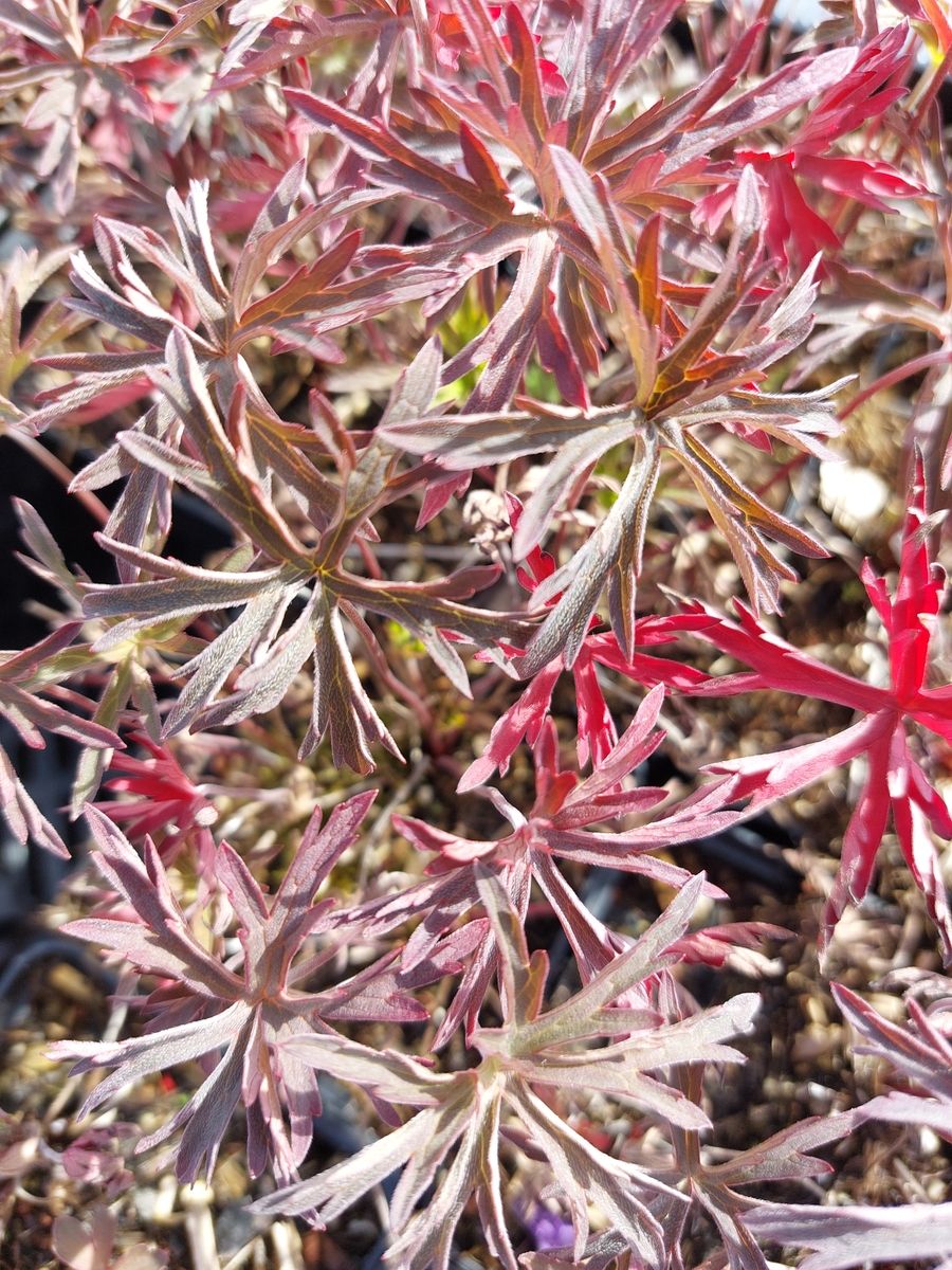 Storchschnabel Femme Fatal