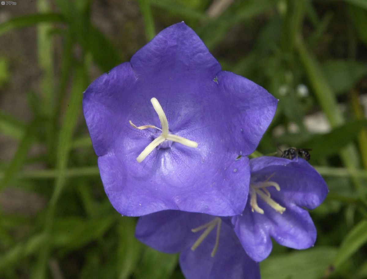 Pfirsichblättrige Glockenblume