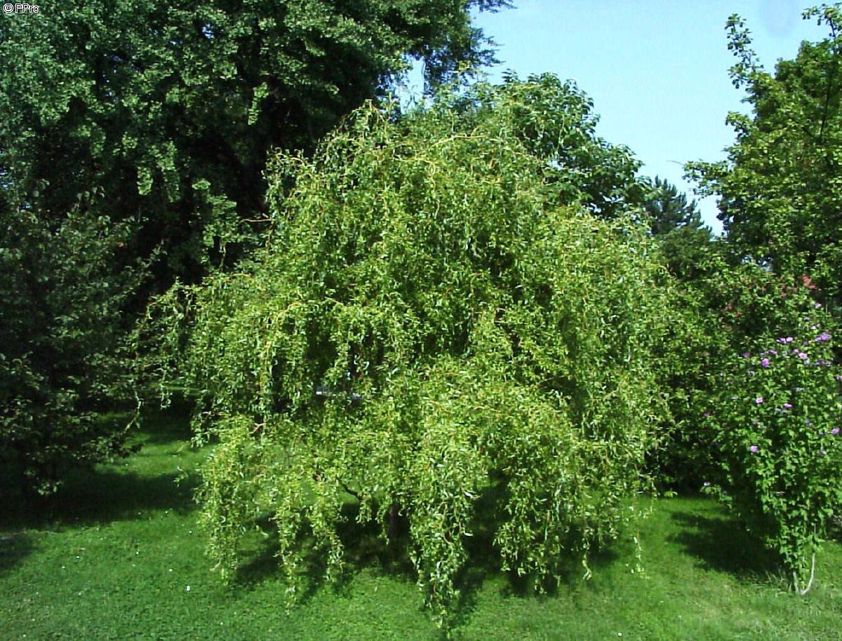 Korkenzieherweide Erythroflexuosa, Salix Erythroflexuosa