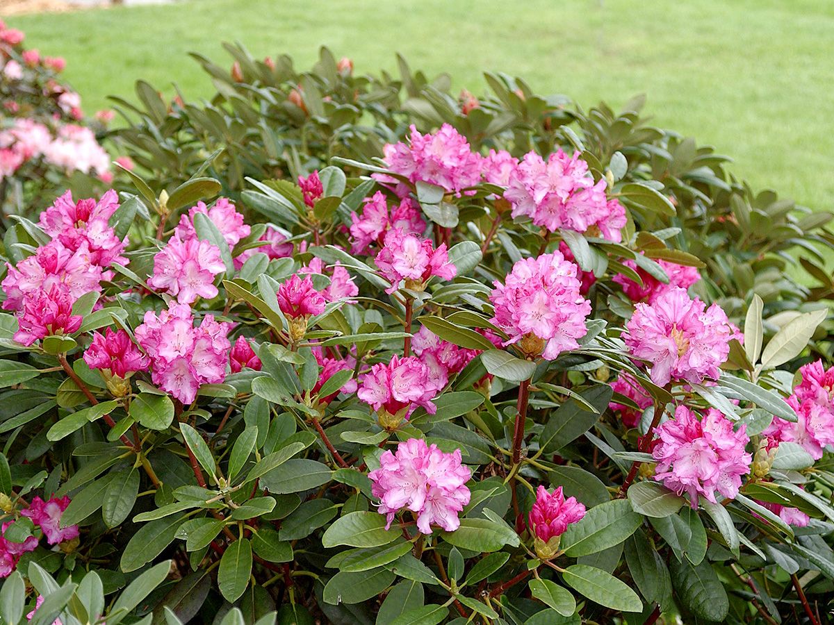 Rhododendron Blurettia