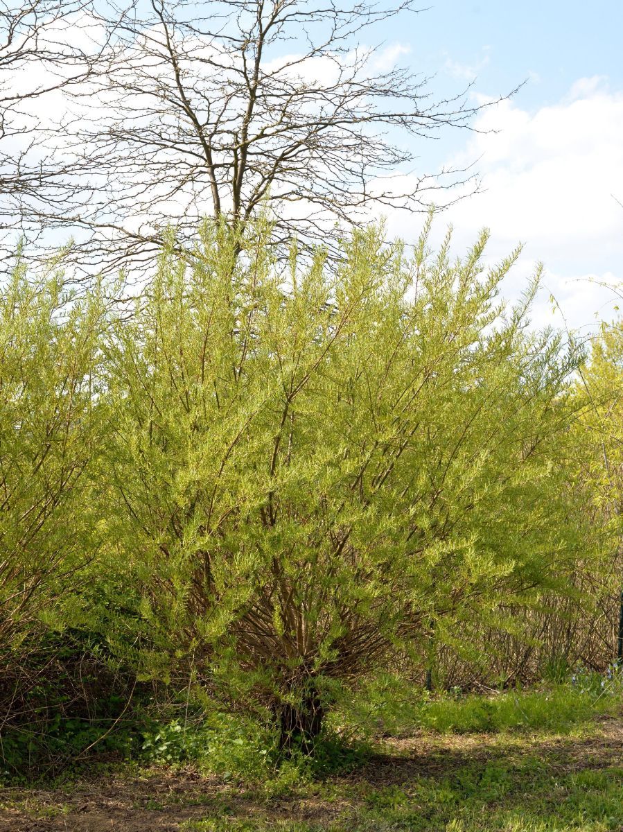 Lavendelweide Lavendelweide