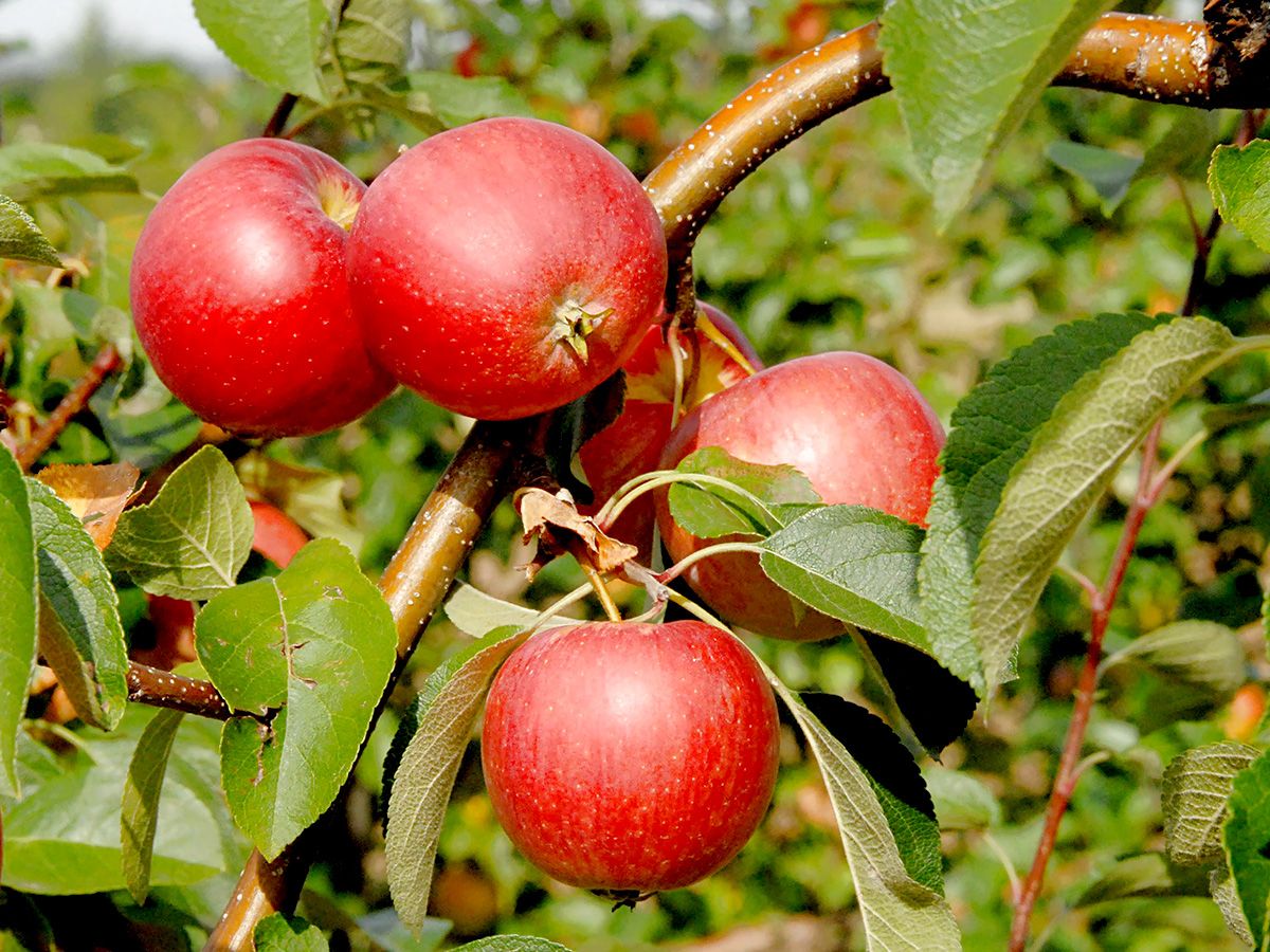 Resi(S) Apfel (anspruchslos, schorfresistent)