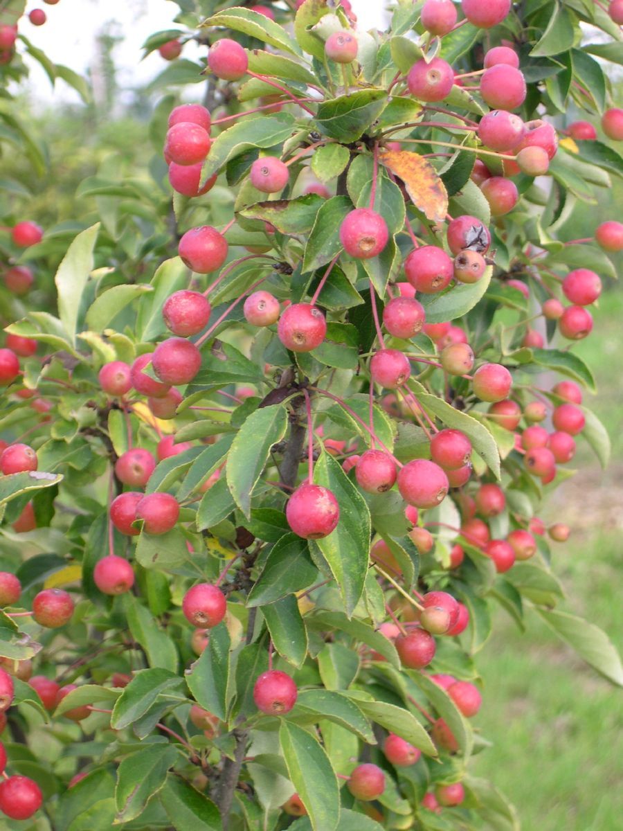 Zierapfel Adirondack Zierapfel Adirondack