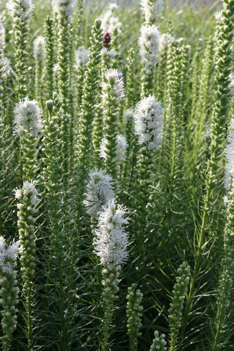 Prachtscharte Alba