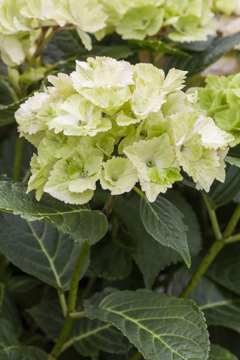 Gartenhortensie Magical Noblesse® Gartenhortensie Magical Noblesse®
