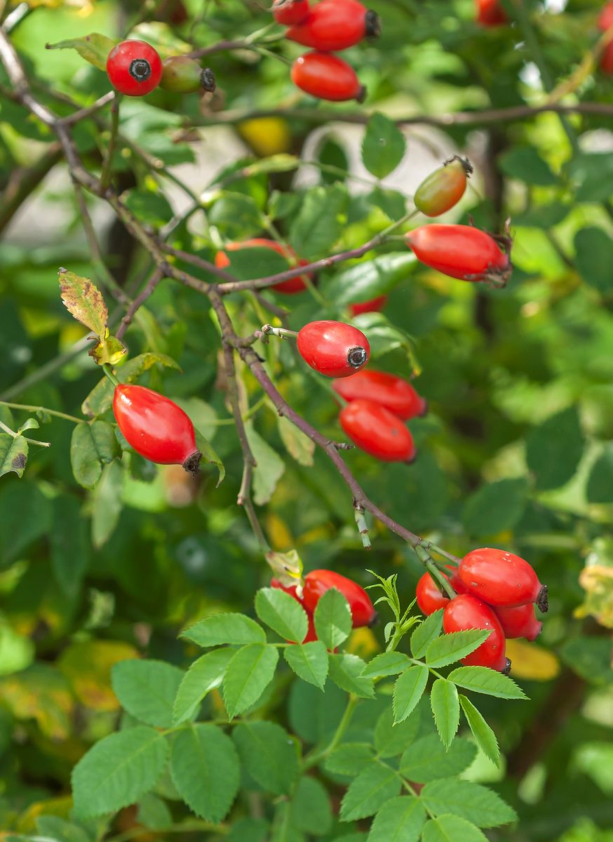 Ackerrose (Feldrose)