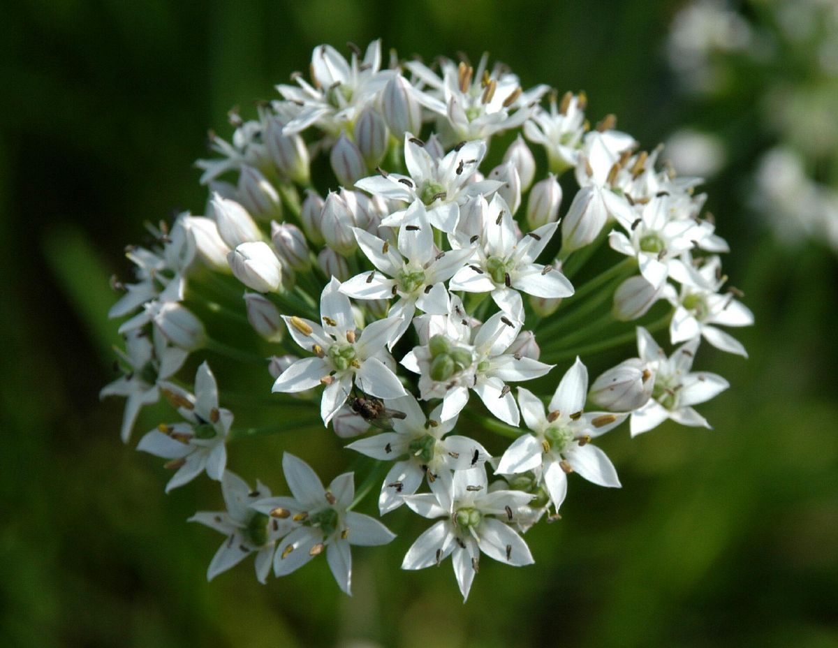 Schnittknoblauch Schnittknoblauch