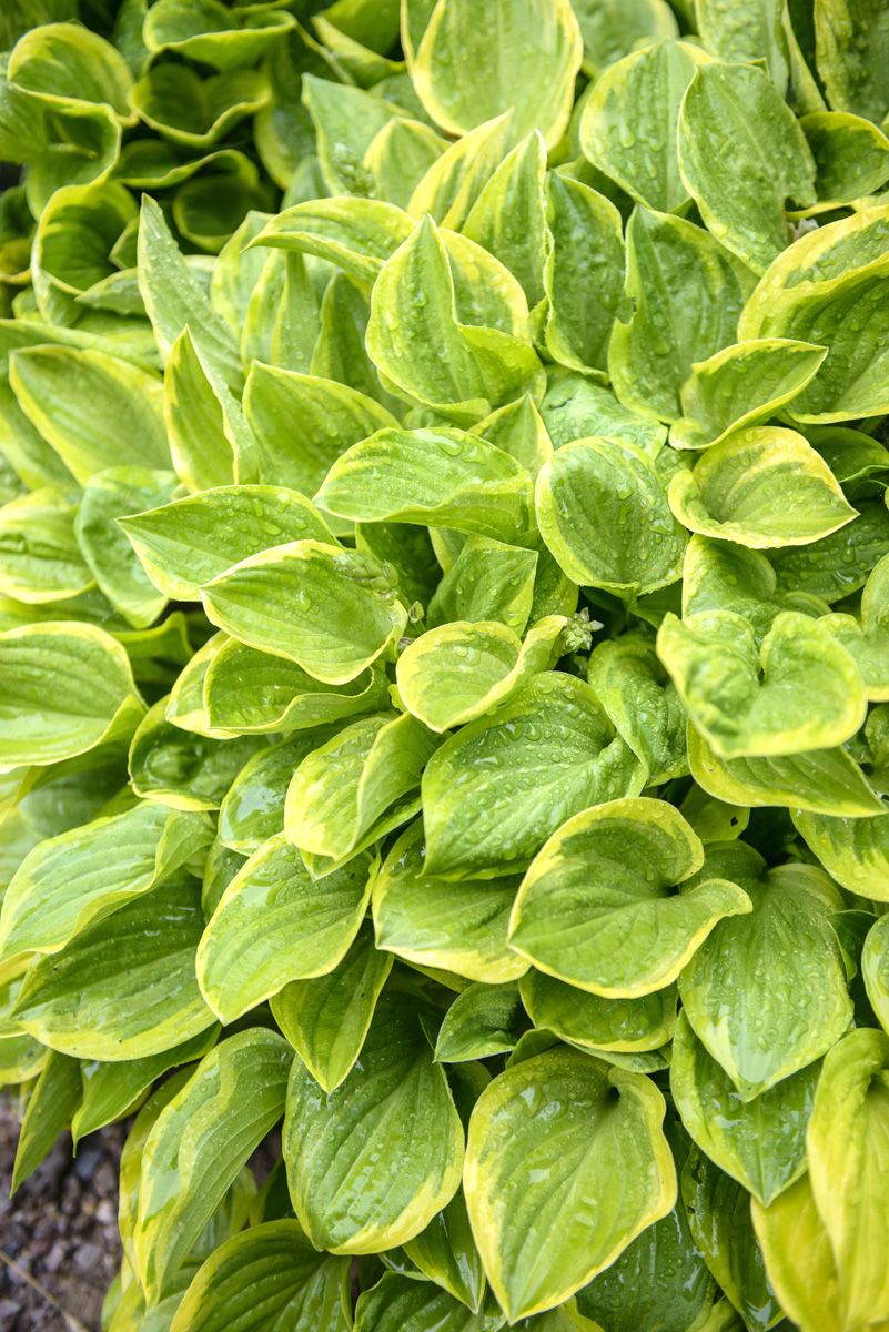 Funkie Golden Tiara Funkie Golden Tiara