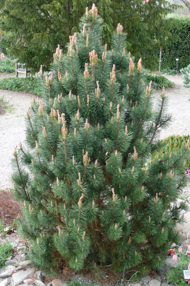 Säulenföhre Columbo Säulenföhre Columbo