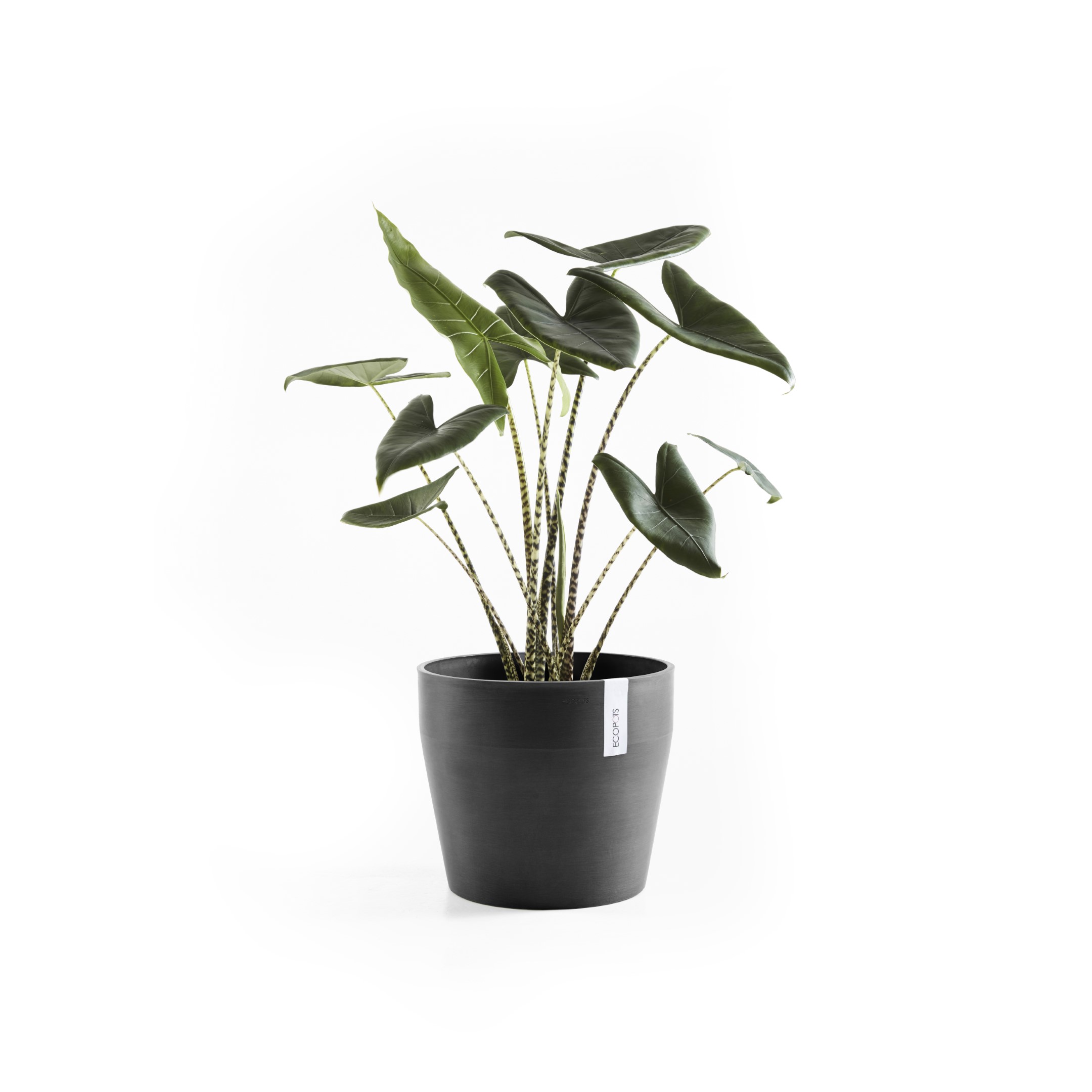 Ecopots Sankara