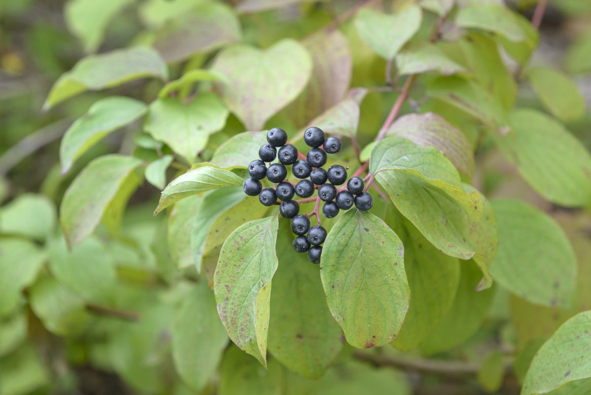 Bluthartriegel