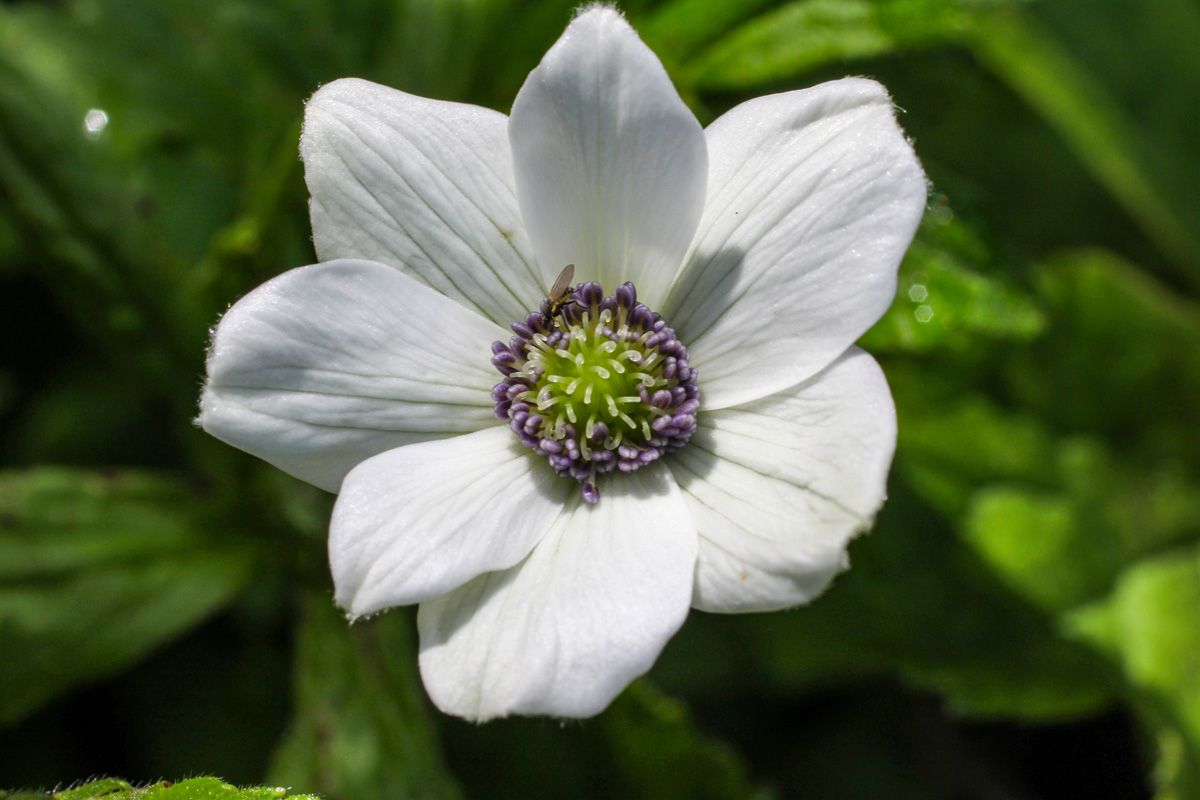 Bachanemone Bachanemone