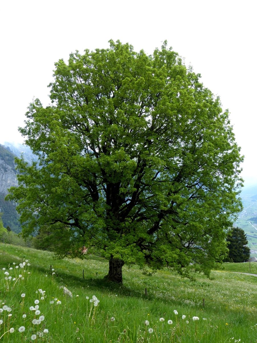 Bergahorn