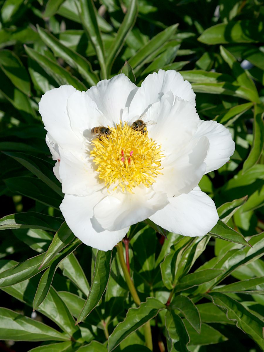 Pfingstrose White Wings