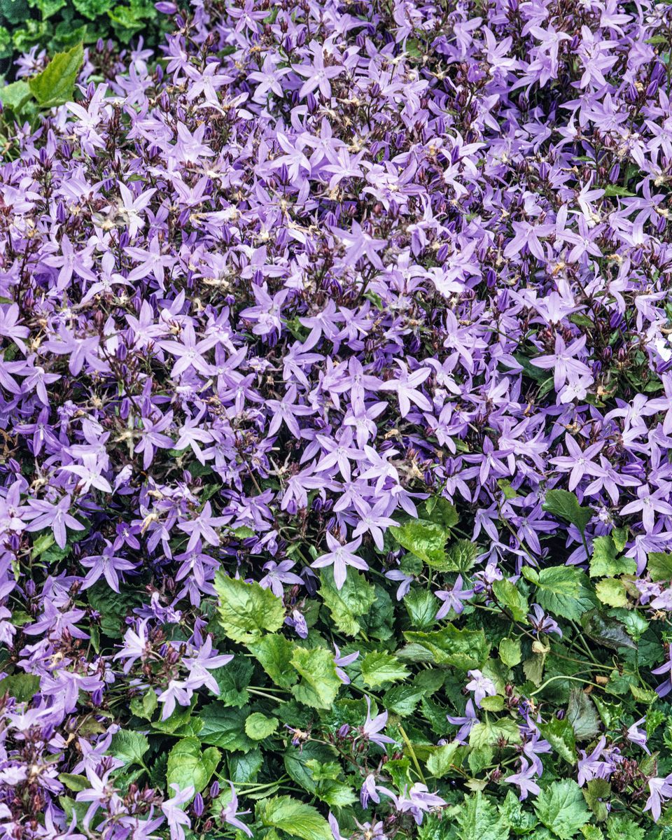 Niedere Glockenblume Blauranke