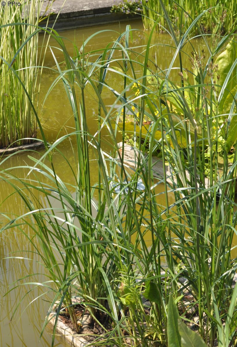 Langes Zypergras Langes Zypergras