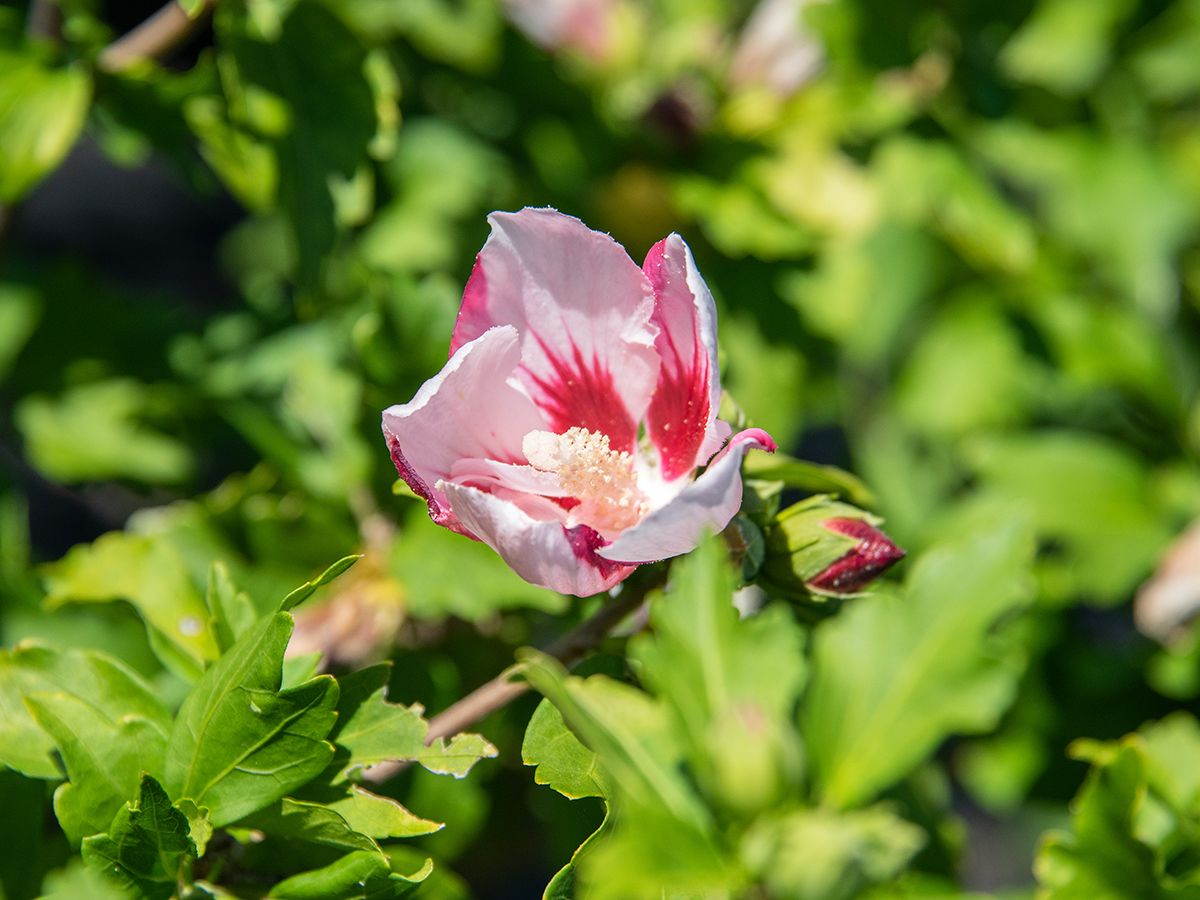 Hibiskus Hamabo