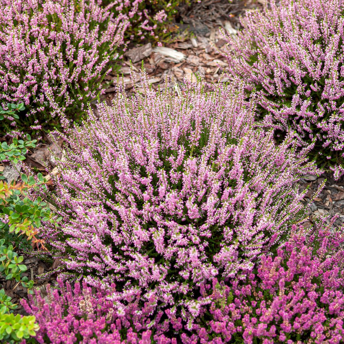 Besenheide Anette(S) Besenheide Anette(S)