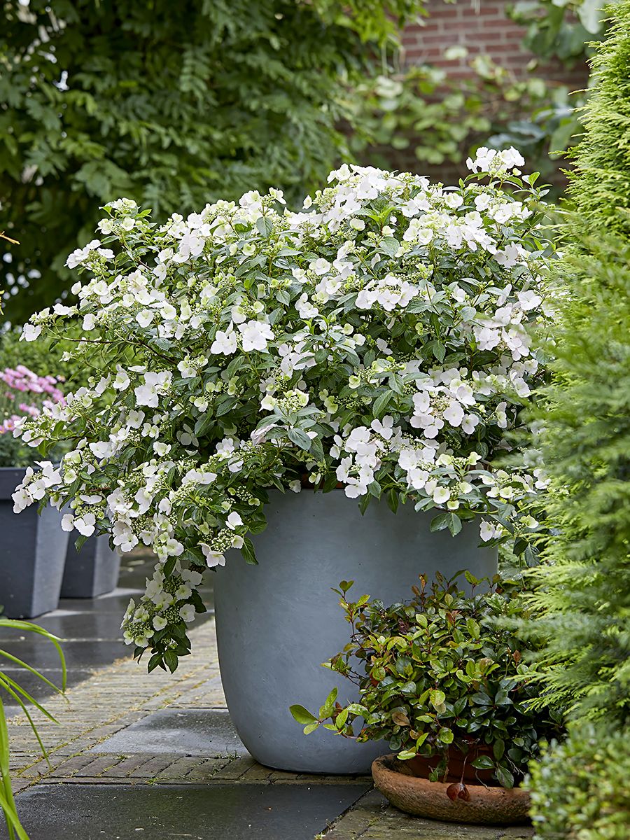 Girlandenhortensie Runaway Bride® Girlandenhortensie Runaway Bride®