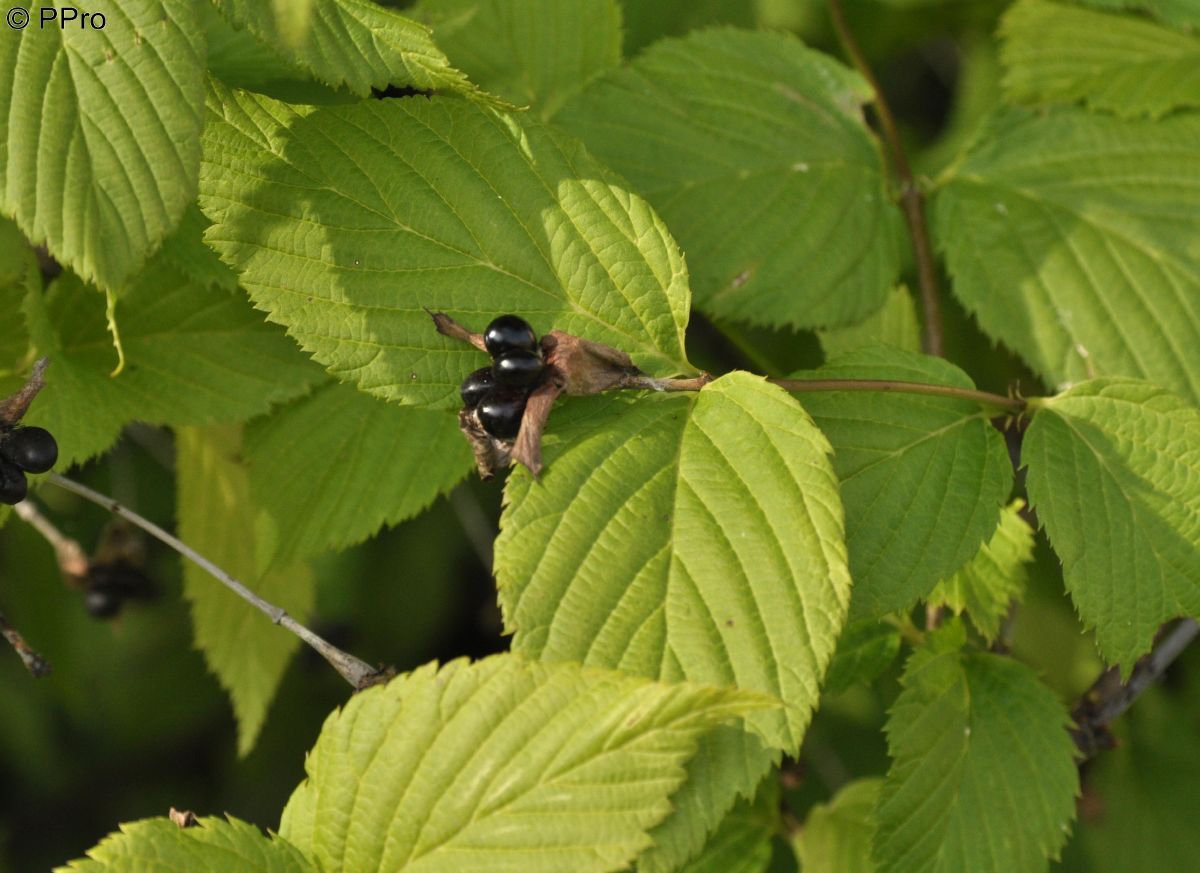 Scheinkerrie Scheinkerrie