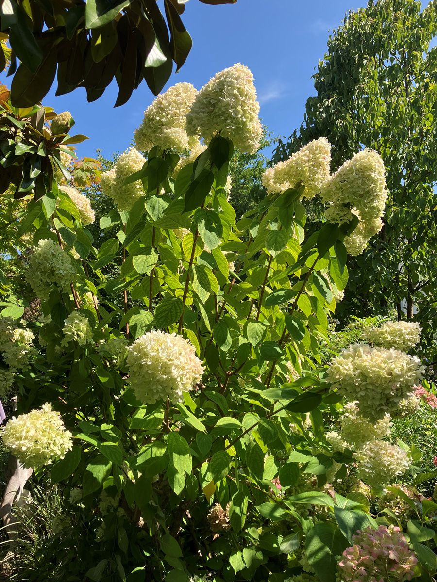 Rispenhortensie Limelight(S)