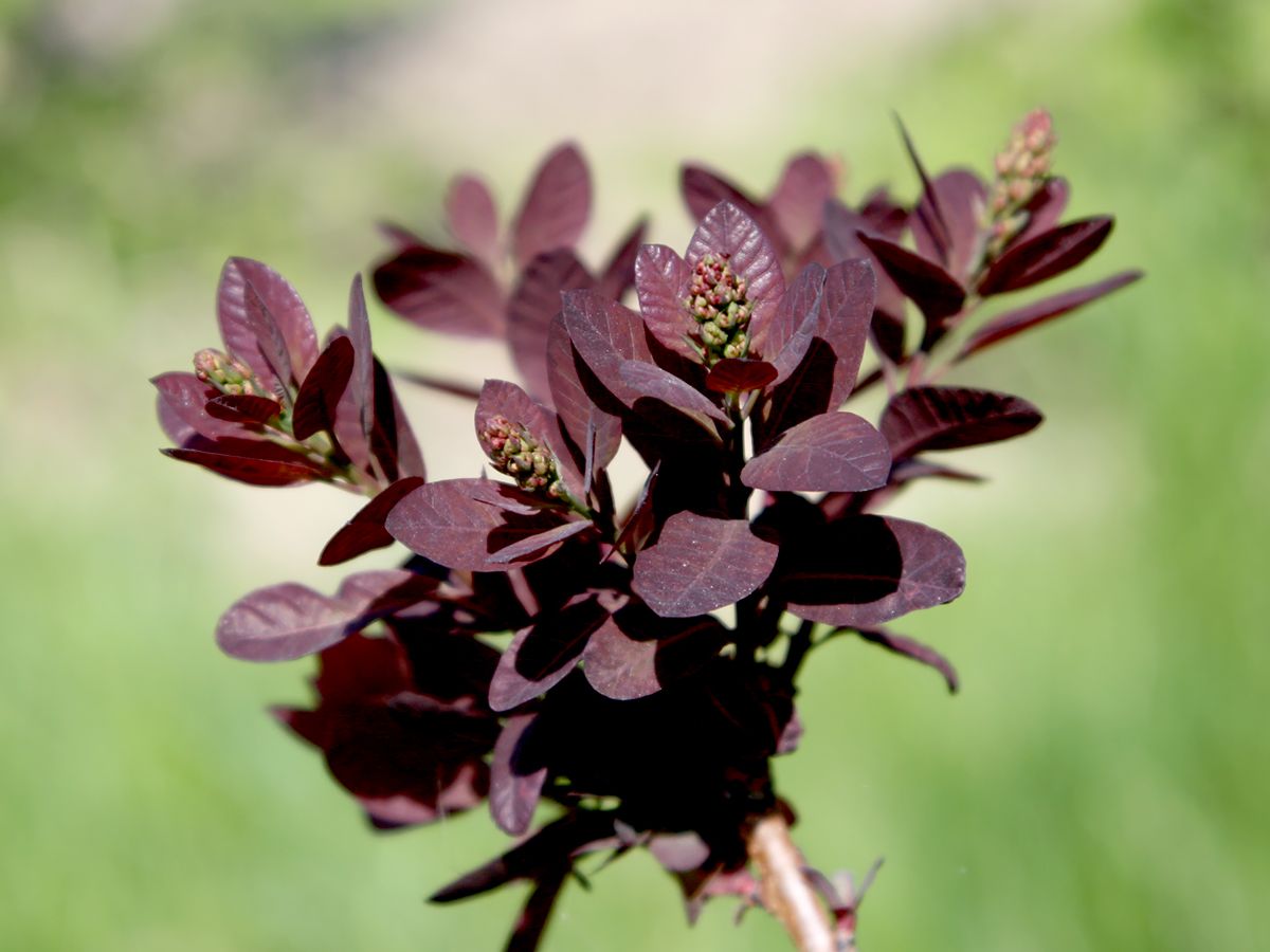 Rotblättriger Perückenstrauch Royal Purple
