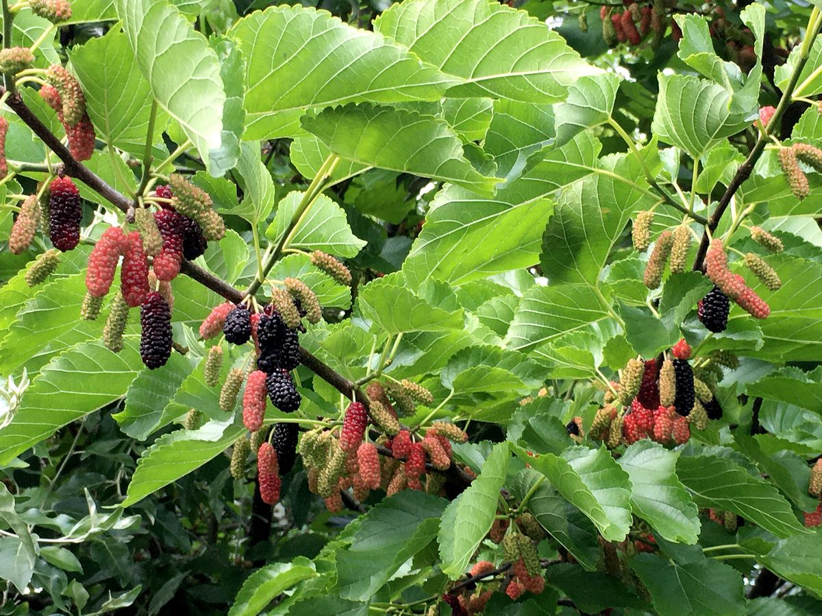 Schwarze Maulbeere Wellington