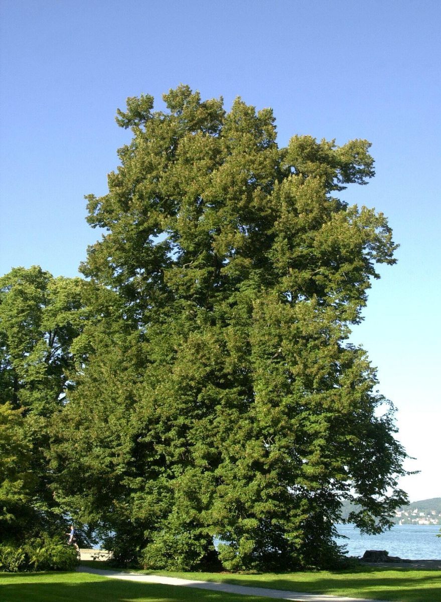 Sommerlinde Sommerlinde