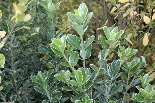 Weissbunter Spindelstrauch Albomarginatus